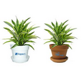 Tropical Plant / Dracaena in Pot